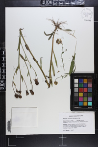 Helenium flexuosum image