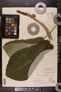 Magnolia macrophylla image