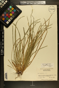 Carex superata image