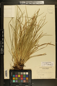 Carex superata image