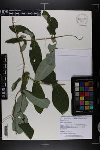 Lonicera dioica image