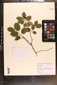 Amelanchier humilis image