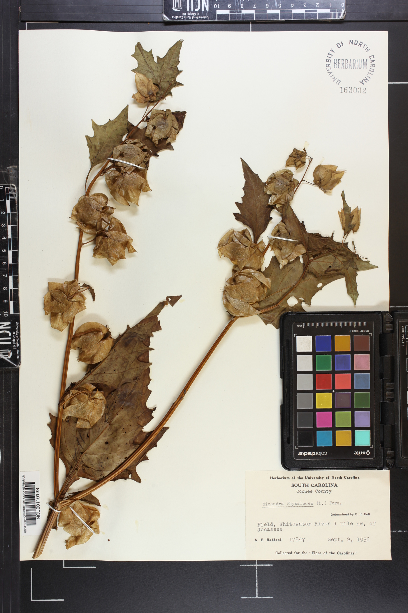 Nicandra physalodes image