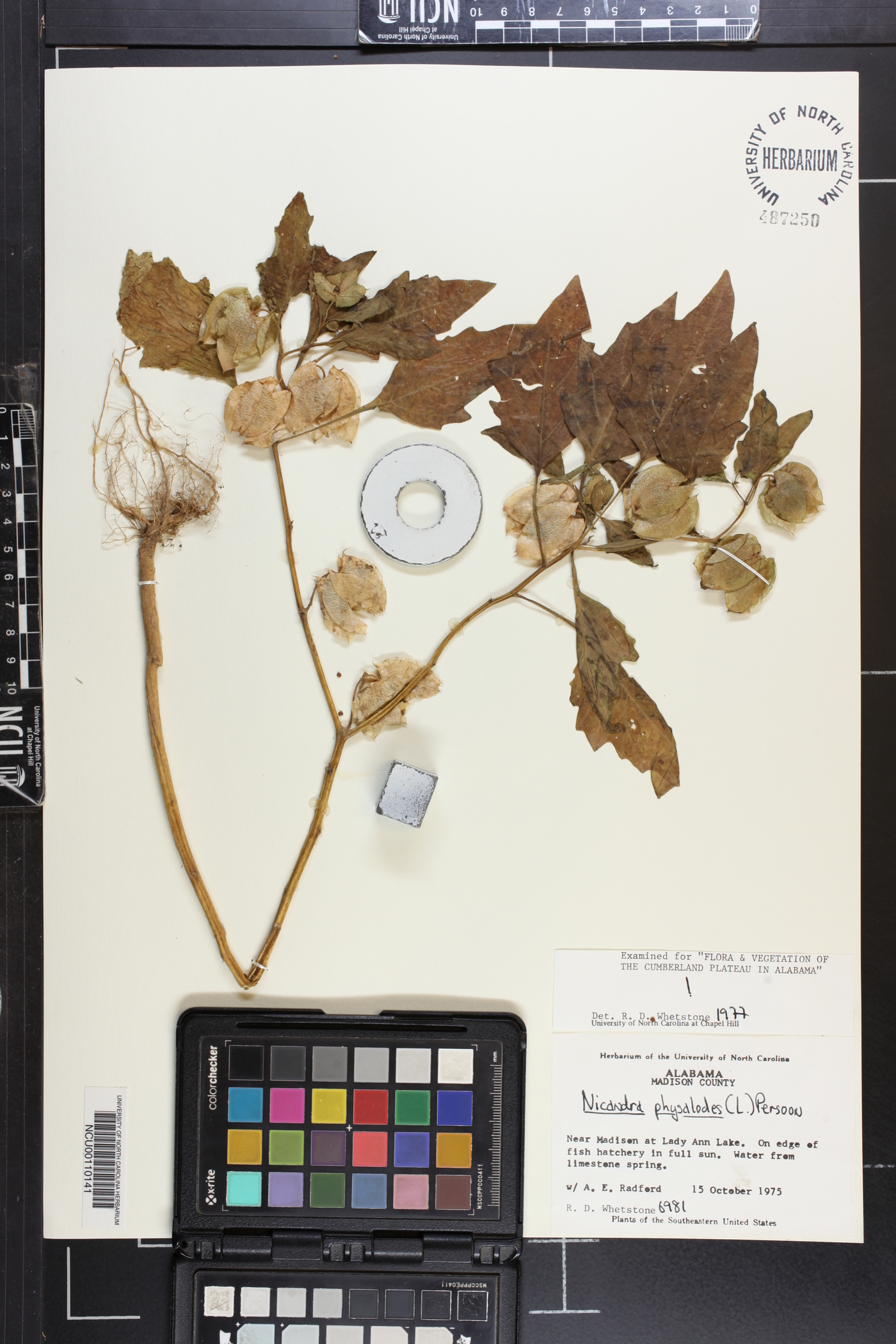 Nicandra physalodes image