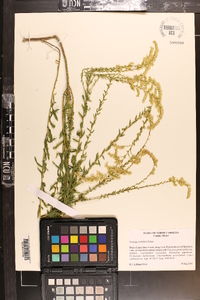 Solidago tortifolia image