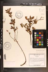 Vaccinium fuscatum image