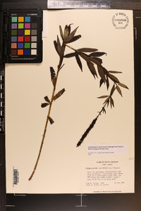 Veronicastrum virginicum image