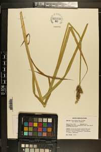 Carex stipata var. maxima image