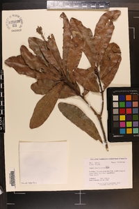 Quercus austrina image