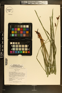 Carex glaucescens image