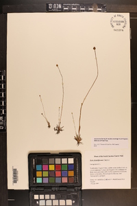 Xyris flabelliformis image
