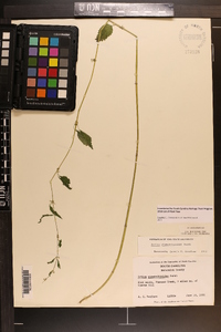 Urtica chamaedryoides image