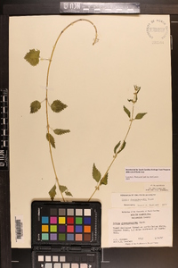 Urtica chamaedryoides image