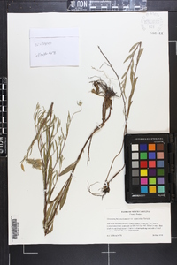 Oenothera fruticosa var. unguiculata image