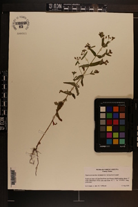 Hypericum mutilum var. latisepalum image