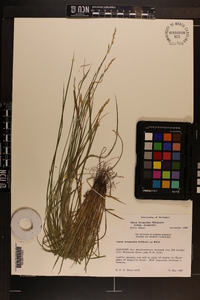 Carex bromoides subsp. bromoides image