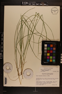 Carex bromoides subsp. bromoides image