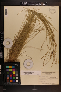 Carex bromoides subsp. bromoides image