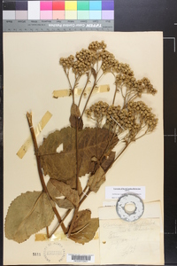 Parthenium integrifolium image