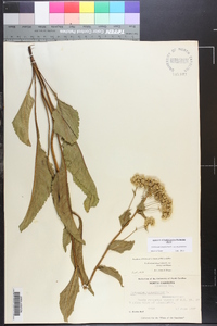 Parthenium integrifolium image