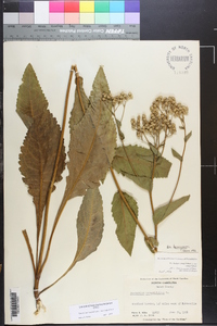 Parthenium integrifolium image