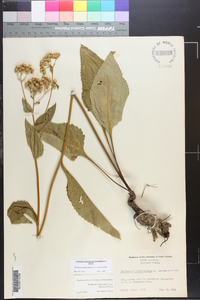 Parthenium integrifolium image