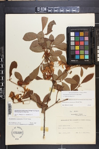 Rhododendron arborescens image