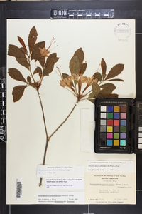 Rhododendron calendulaceum image