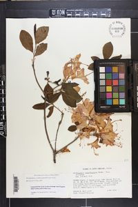 Rhododendron calendulaceum image