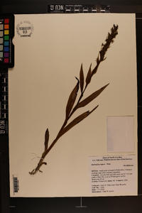 Habenaria repens image