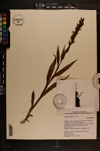 Habenaria repens image