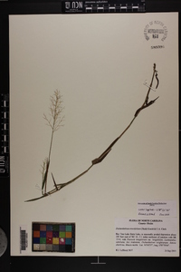 Dichanthelium erectifolium image