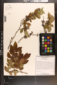 Vaccinium caesariense image