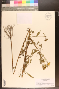 Bidens polylepis image