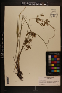 Cyperus iria image