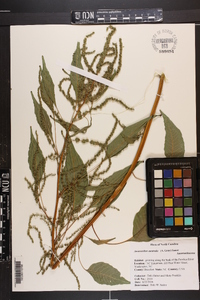 Amaranthus australis image