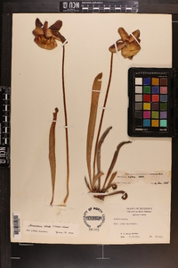 Sarracenia alata image