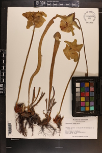 Sarracenia alata image