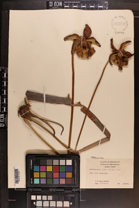 Sarracenia alata image