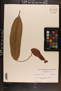 Nepenthes alata image