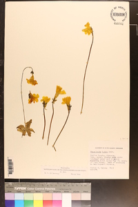 Pinguicula lutea image