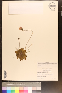 Pinguicula caerulea image