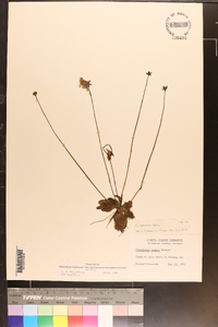 Pinguicula caerulea image