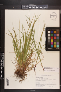 Carex flexuosa image