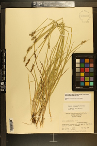 Carex longii image