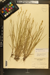 Carex longii image