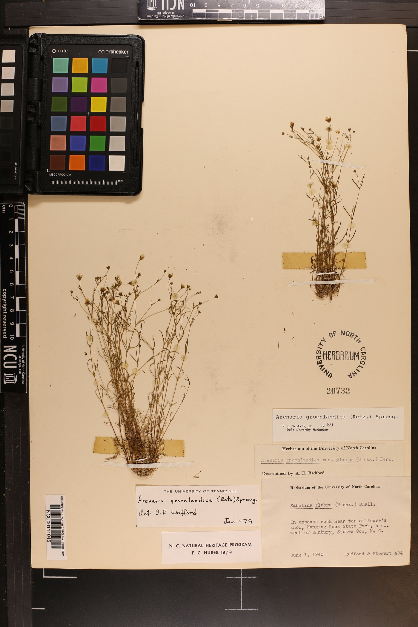 Mononeuria groenlandica image