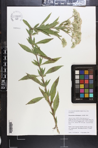 Eupatorium altissimum image