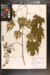 Vitis vulpina image