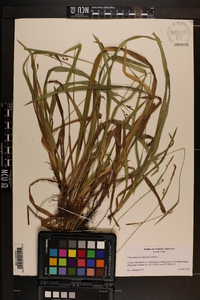 Carex gholsonii image